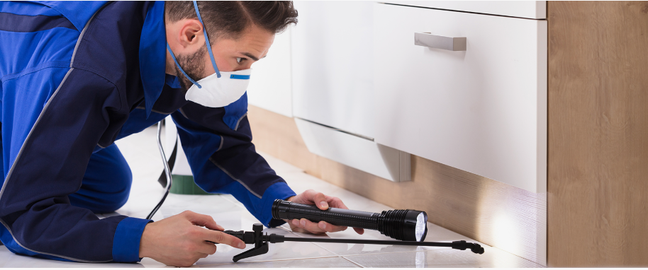 San Fernando pest xpert removal